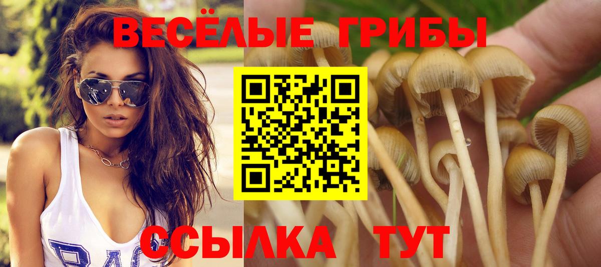 Псилоцибиновые грибы Cubensis  Вход с VPN  Черняховск 